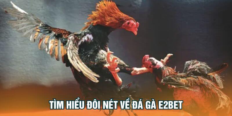 Tìm hiểu đôi nét về đá gà E2Bet Tìm hiểu đôi nét về đá gà E2Bet