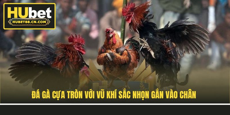Đá gà cựa tròn với vũ khí sắc nhọn gắn vào chân