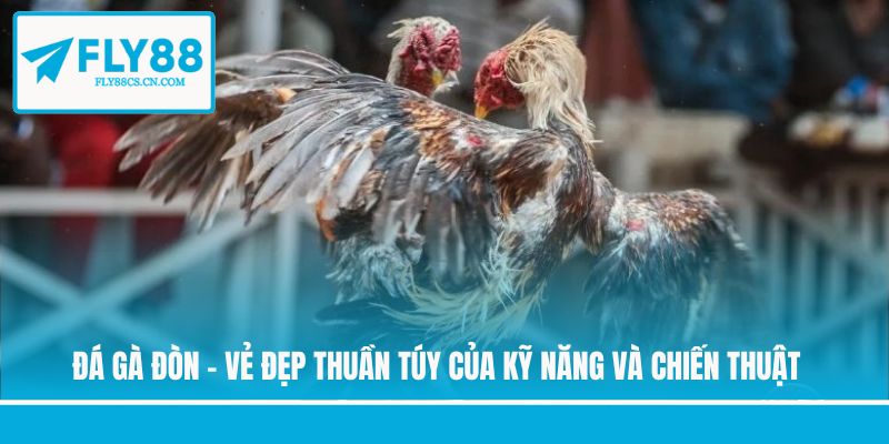 Đá gà đòn - Vẻ đẹp thuần túy của kỹ năng và chiến thuật 