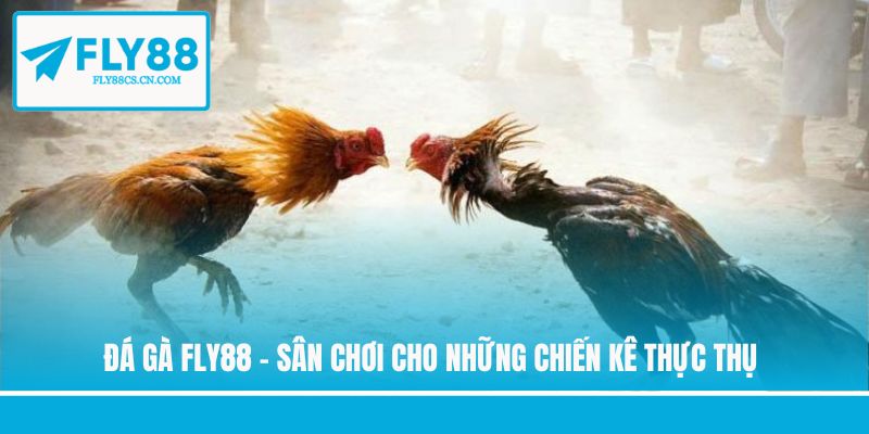 Đá Gà Fly88 - Sân Chơi Cho Những Chiến Kê Thực Thụ