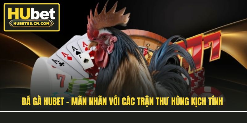 Đá Gà Hubet - Mãn Nhãn Với Các Trận Thư Hùng Kịch Tính