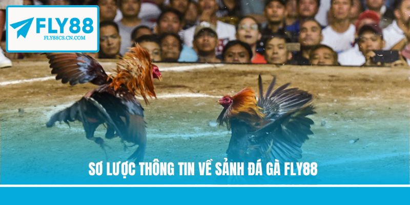 Sơ lược thông tin về sảnh đá gà Fly88