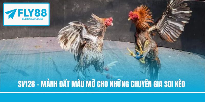 SV128 - Mảnh đất màu mỡ cho những chuyên gia soi kèo