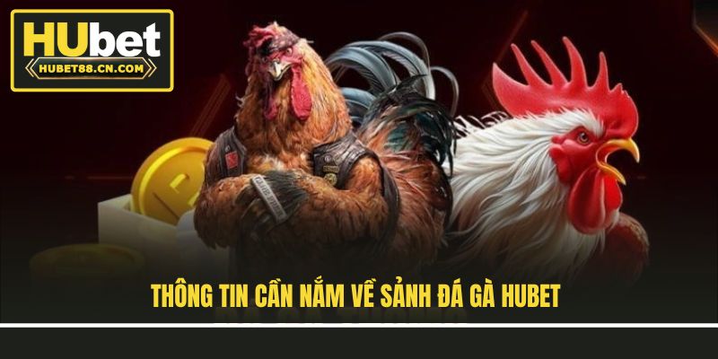 Thông tin cần nắm về sảnh đá gà Hubet