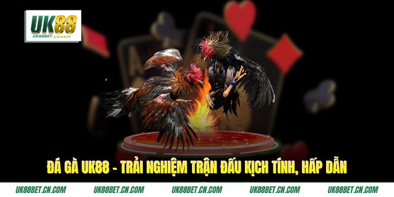 Đá Gà UK88 - Trải Nghiệm Trận Đấu Kịch Tính, Hấp Dẫn