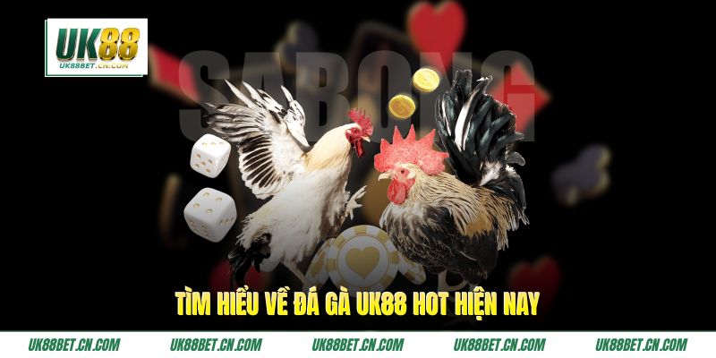 Tìm hiểu về đá gà UK88 hot hiện nay